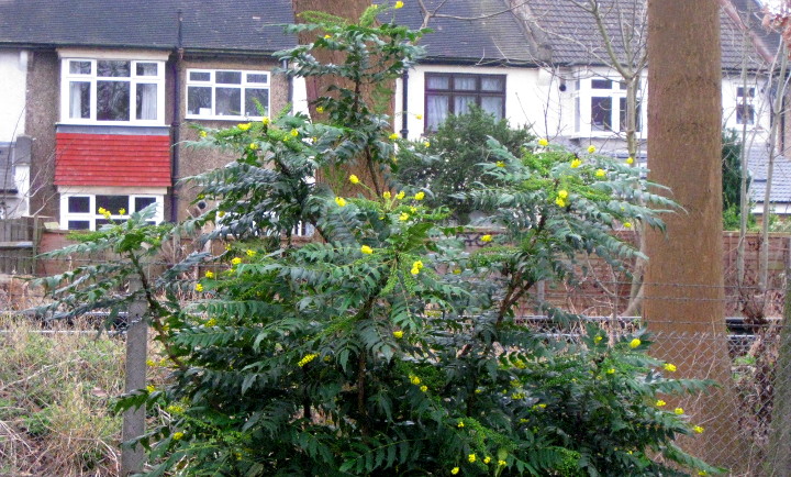 shrub with new bright
                        yellow flowers