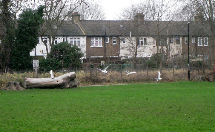 seagulls over the
                        playing fields