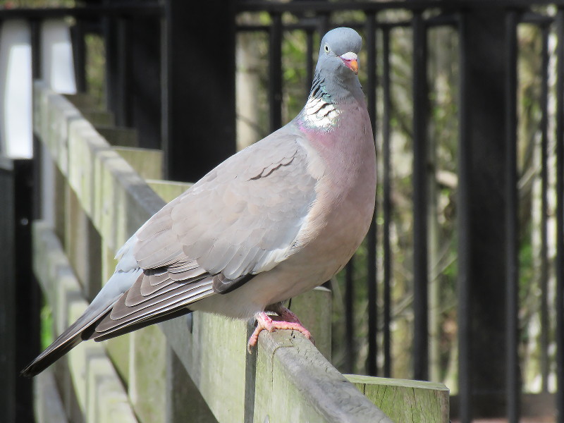 perfectly posed pigeon