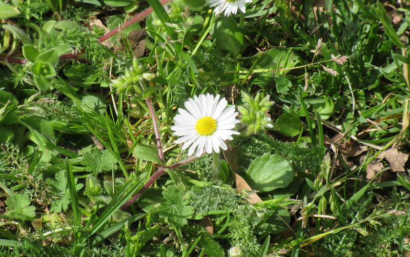 daisy close up