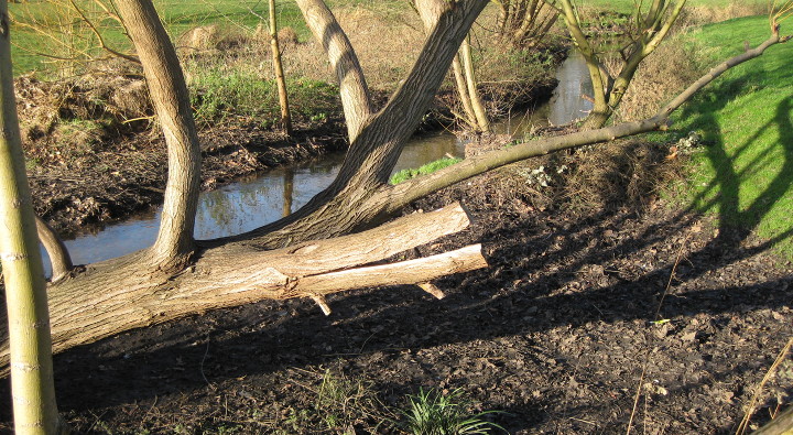 wooden alligator