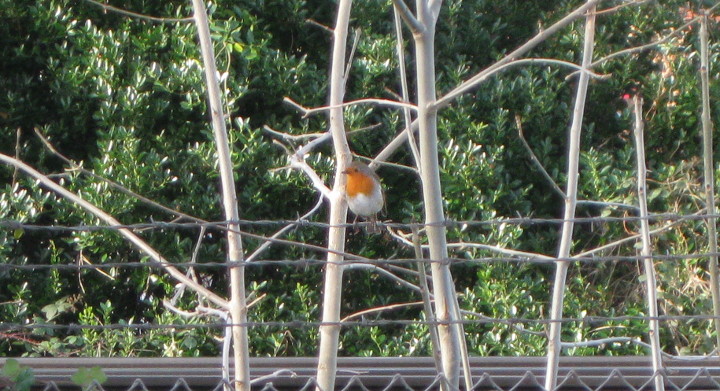 Robin on railway
                        fence