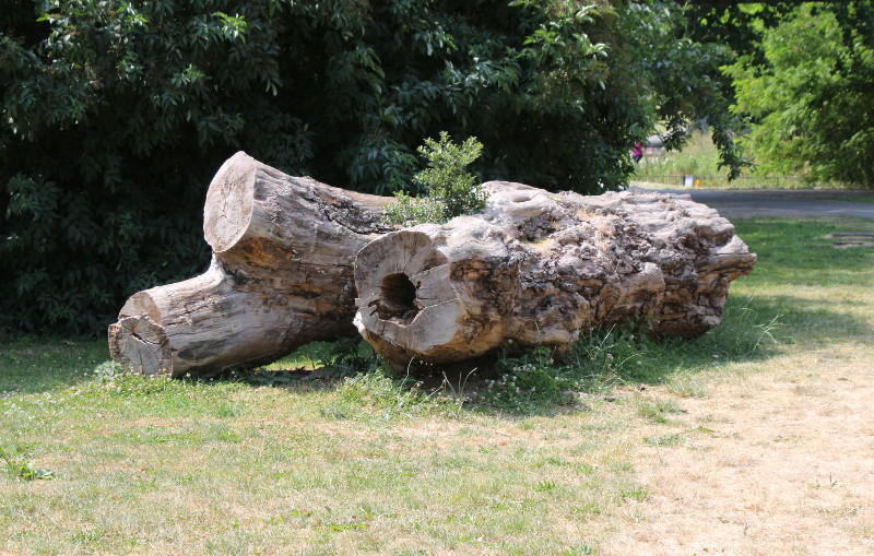 tree trunk almost like
                        an "art piece"