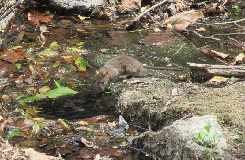 ratty on the river