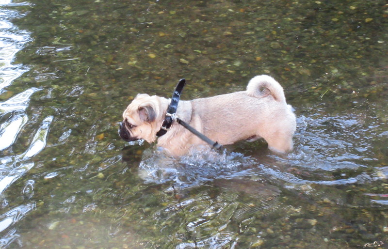 Peanut in the river