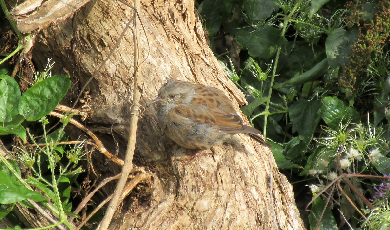 young thrush, or is it
                        ?