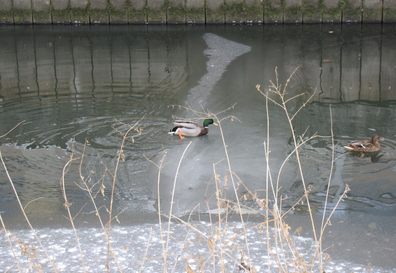 ice on the river