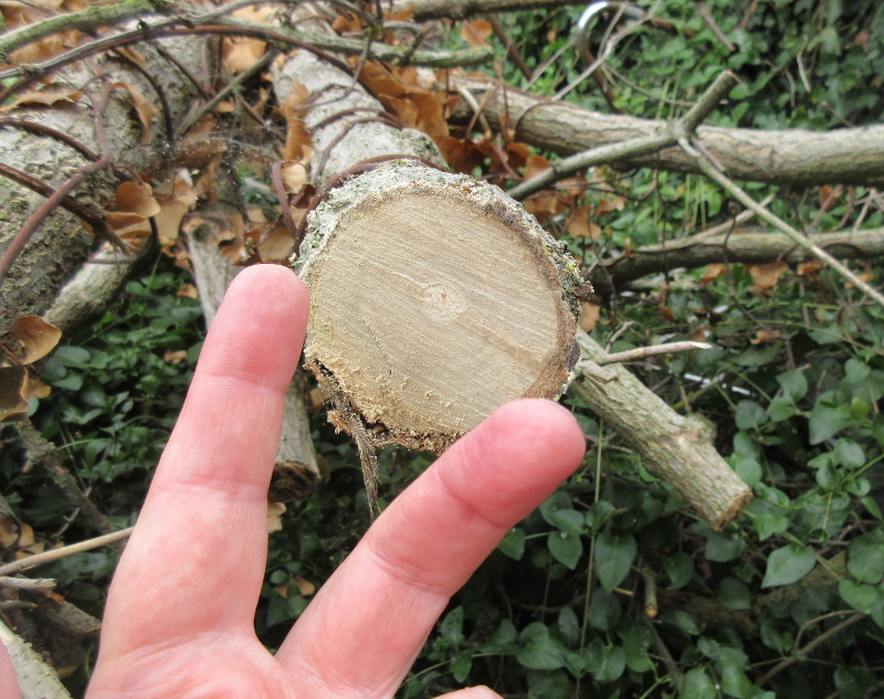 that branch is more
                        than 2.5 inches thick !