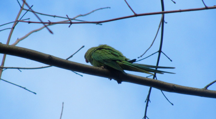 parakeet near the top
                        of a tree in the park