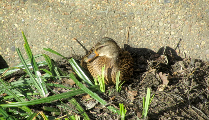 duck hen on a nest ?