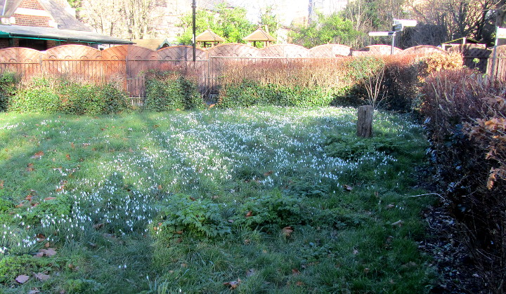 snowdrops - a sign
                        spring is on it's way