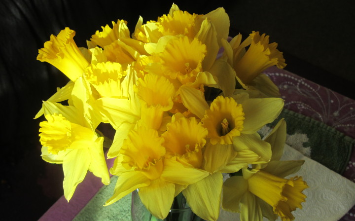 daffodils