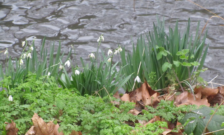 snowdrops alongside
                        the river bank