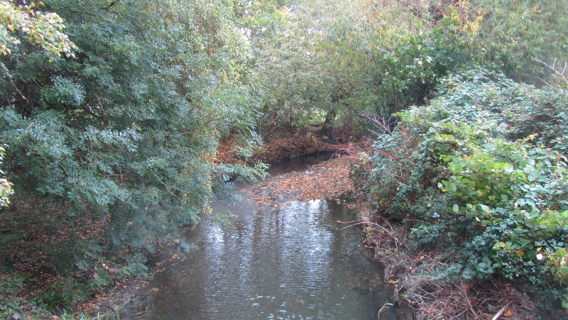 leaves on the riverbank