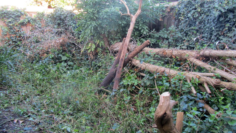 more logs found under the brambles and
                          weeds