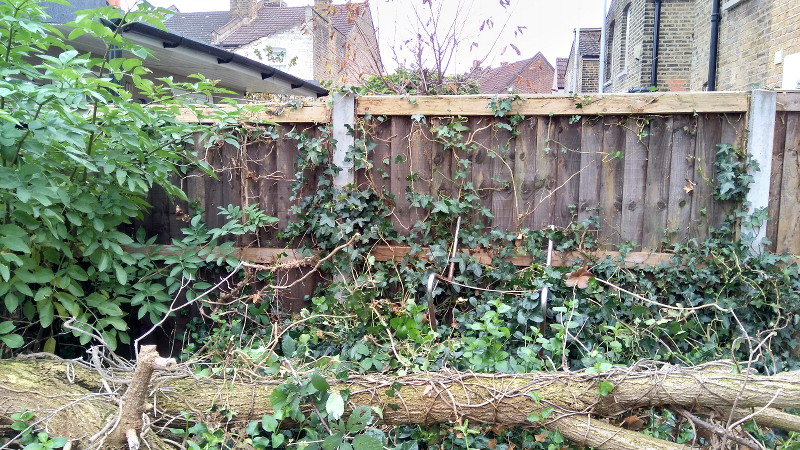 fence almost clear of
                      ivy, but still lots of work needed