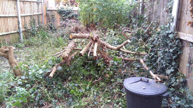 cutting up the felled
                      tree