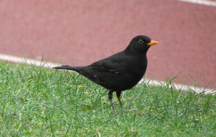 blackbird posing for
                        me
