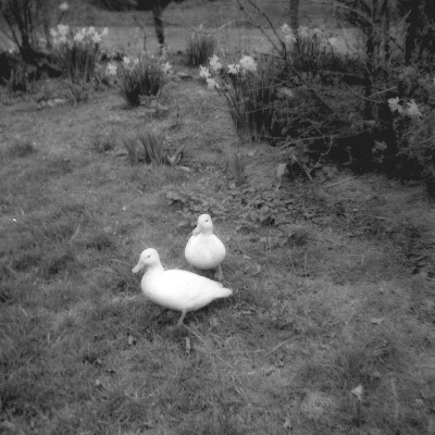 Dutch ducks and Dutch daffodils