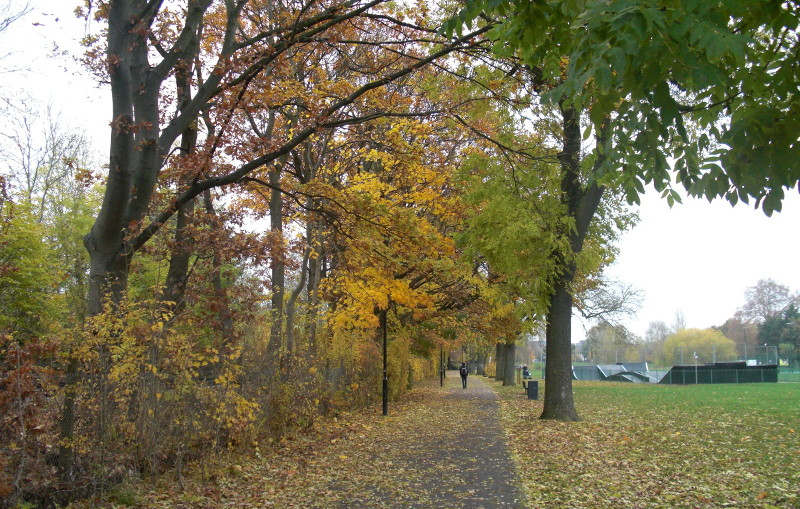 leaf strewn path
                        through the park