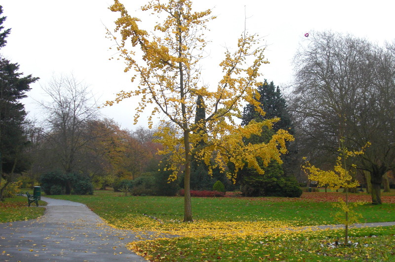 golden leaves falling
                        from this solitary tree