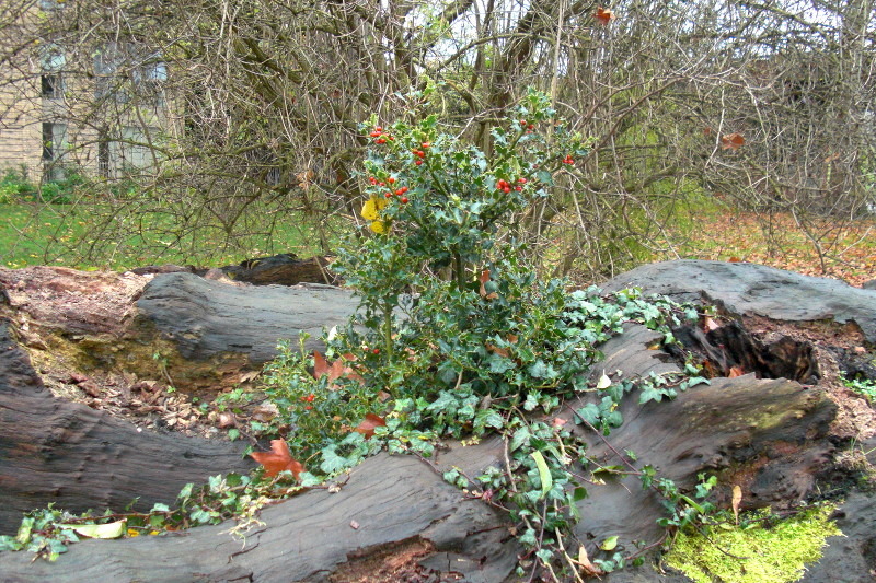 holly bush growing in
                        a decaying tree trunk