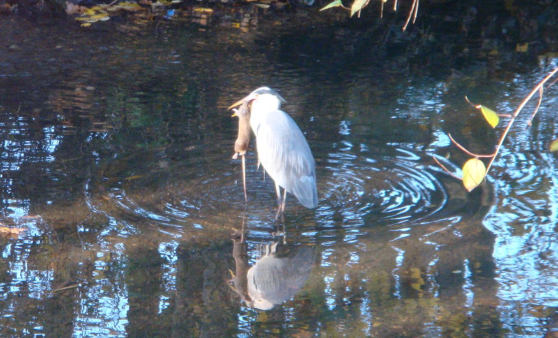 Heron and rat