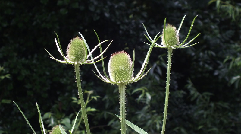 teasels