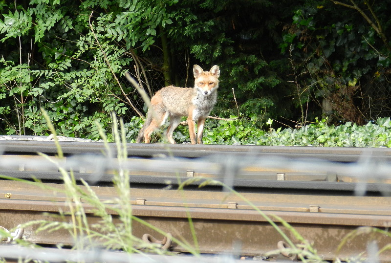 Fox across the railway
                      lines