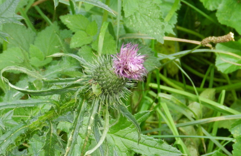 slightly pissed
                        thistle