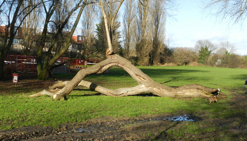 fallen tree