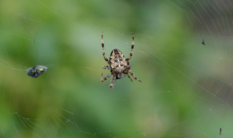 great big spider with
                        a man sized web