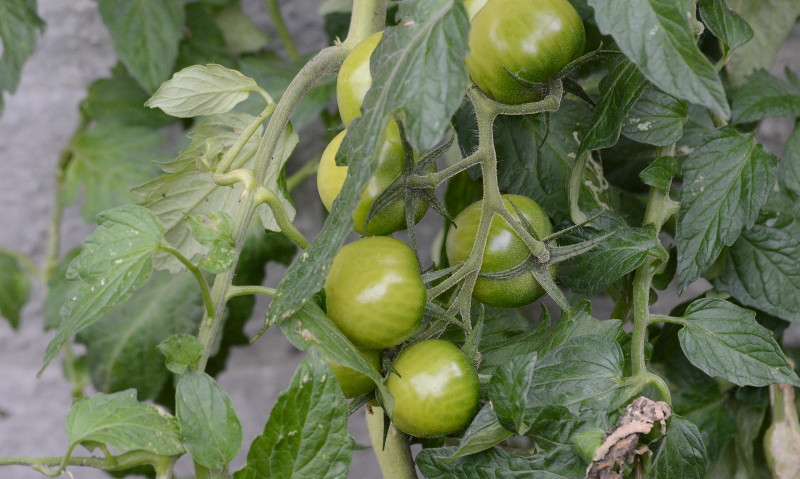 tomatoes