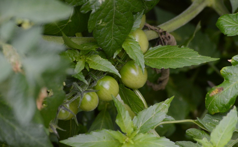 cherry tomatoes