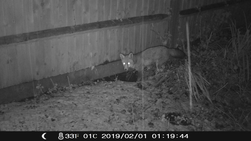 fox on the Campark
                          trail camera