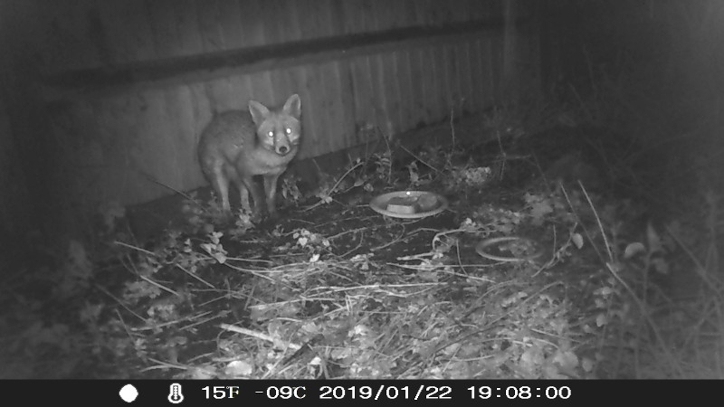 fox in the snow