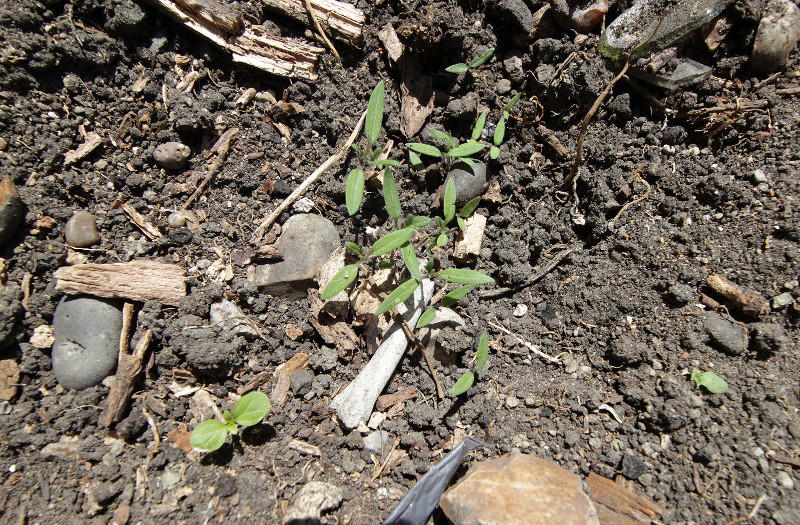 maybe tomato plants
                        sprouting