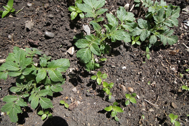 potato plants