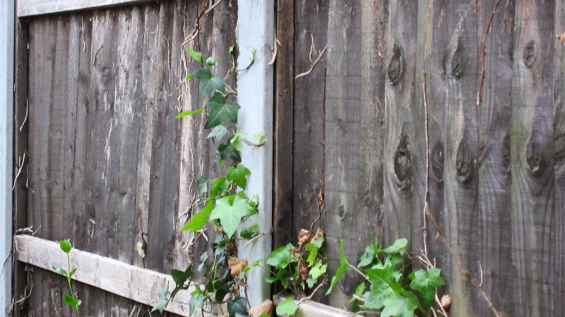 The ivy is trying to cover the fence
                      again