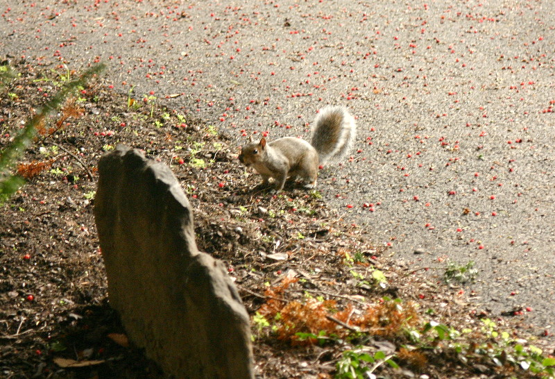 squirrel