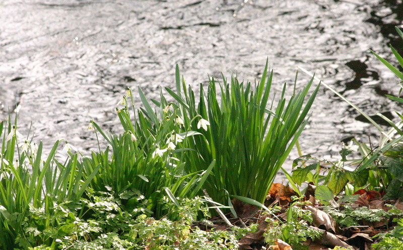 snow drops