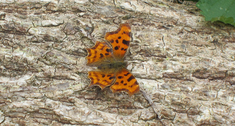 butterfly on log