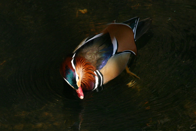 Mandarin duck