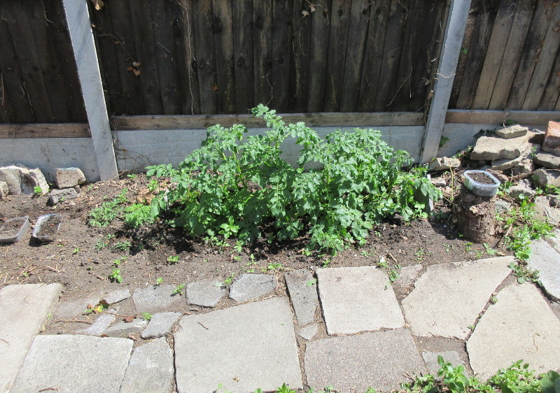 potato plants