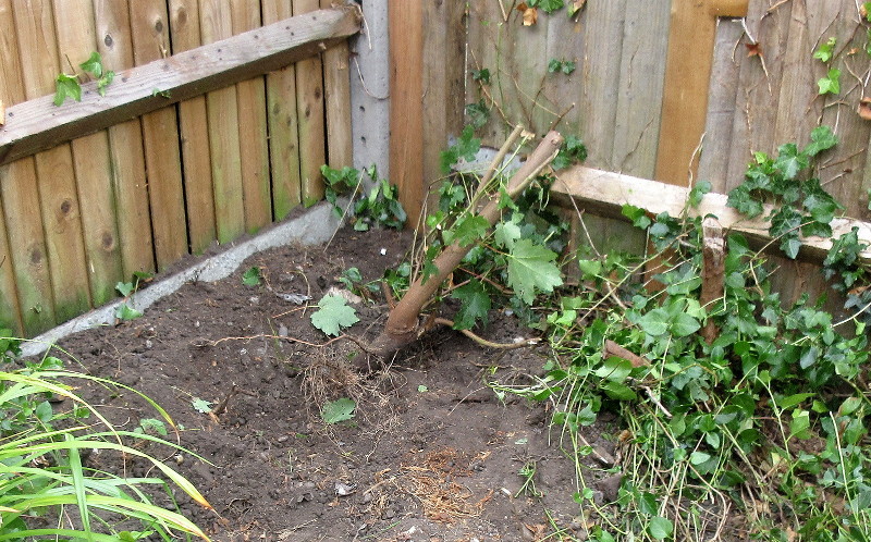 little bastard of
                            a tree root