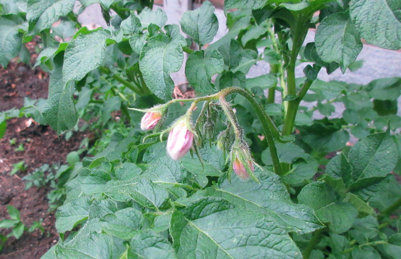 potato flower -
                            not quite open yet