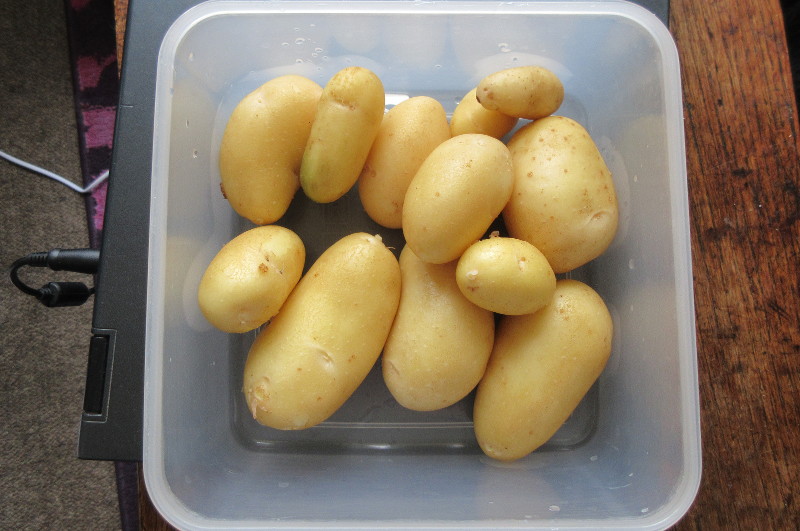 new home grown
                        potatoes