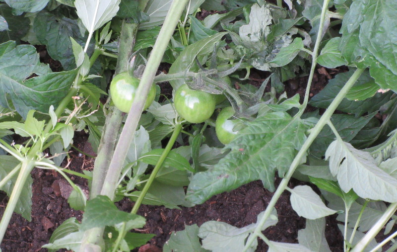 tomatoes on the vine