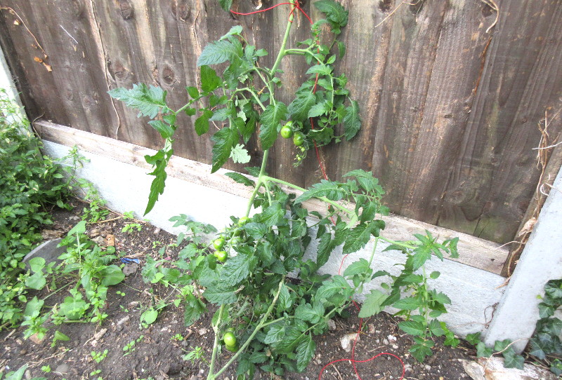 tomato vine