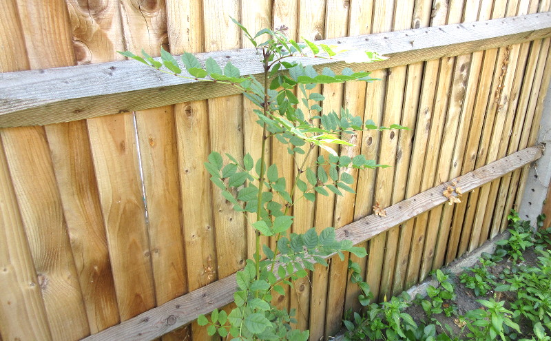 unknown plant that
                        seems to be a bit like a rose